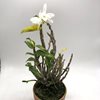 dendrobium moniliforme gokukinagashi 
